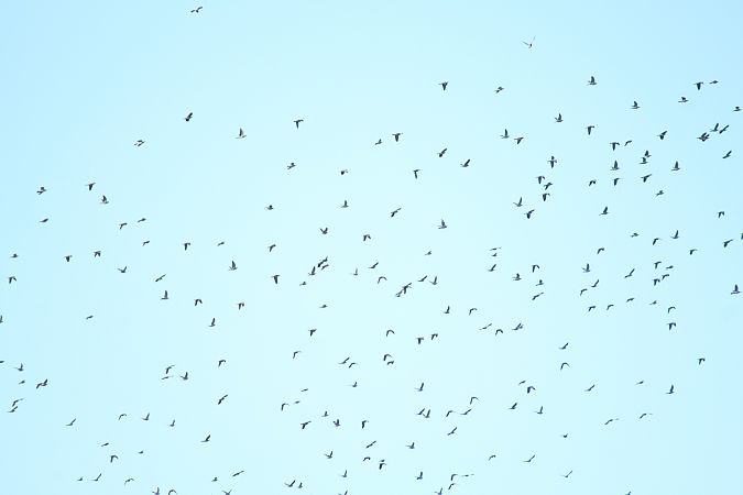 Colombaccio  - Alessio Mannello