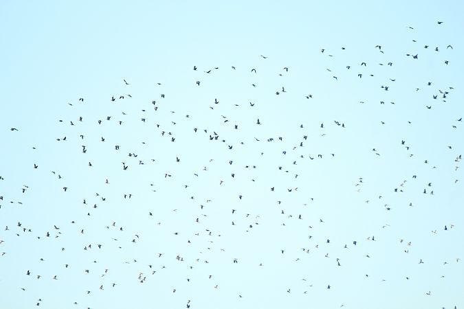 Colombaccio  - Alessio Mannello