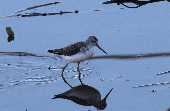 Pantana  - Alessio Mannello