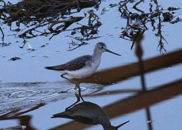 Pantana  - Alessio Mannello