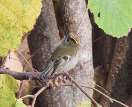 Regolo  - Patrizio Gigli