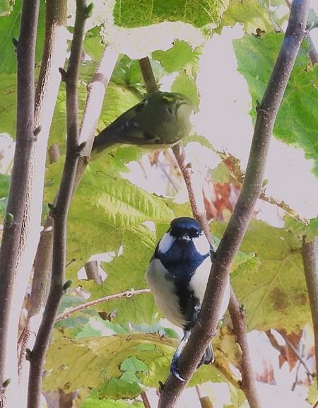 Cinciallegra  - Patrizio Gigli