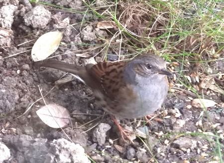 Passera scopaiola  - Patrizio Gigli