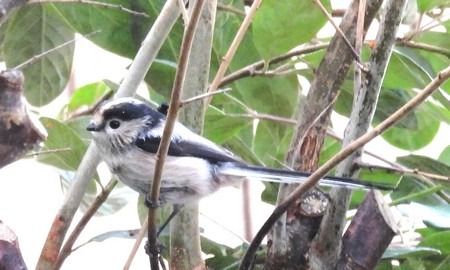 Codibugnolo  - Patrizio Gigli