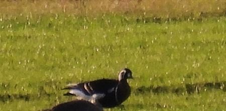 Oca collorosso  - Patrizio Gigli