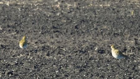 Piviere dorato  - Patrizio Gigli