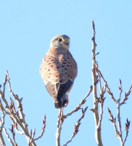 Gheppio  - Patrizio Gigli