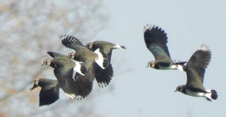 Pavoncella  - Patrizio Gigli