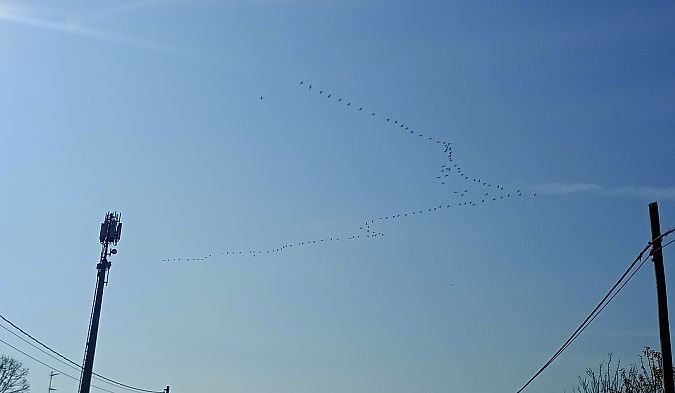 Gru  - Daniele Ronconi