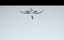 Averla maggiore di Homeyer  - Daniele Ronconi