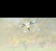 Averla maggiore di Homeyer  - Daniele Ronconi