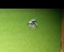 Averla maggiore di Homeyer  - Daniele Ronconi