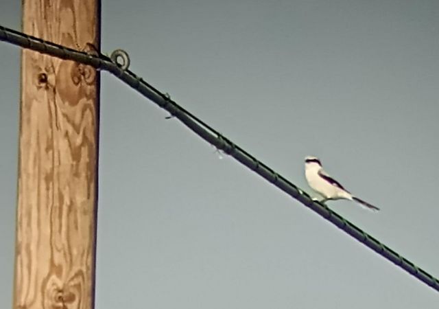 Averla maggiore di Homeyer  - Daniele Ronconi