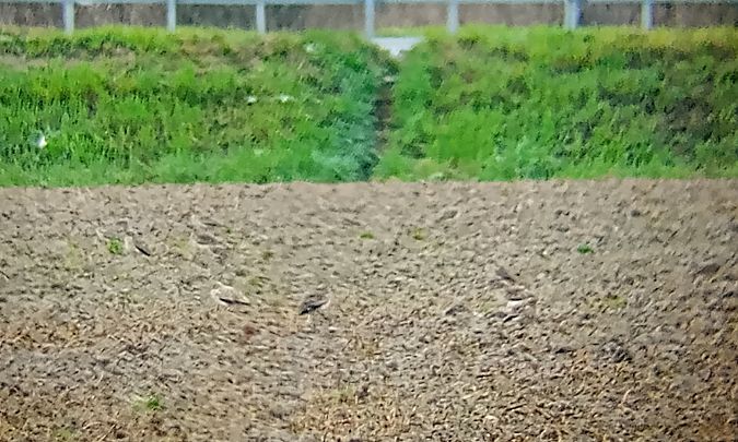 Occhione  - Daniele Ronconi