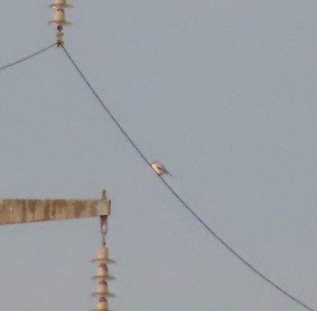 Averla maggiore  - Alfonso Maffezzoli