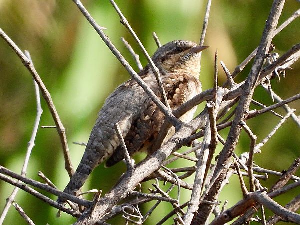Torcicollo  - Andrea de Palma