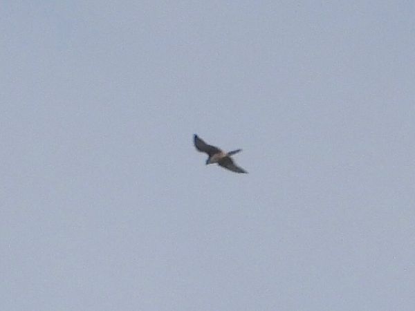 Falco indet.  - Andrea de Palma