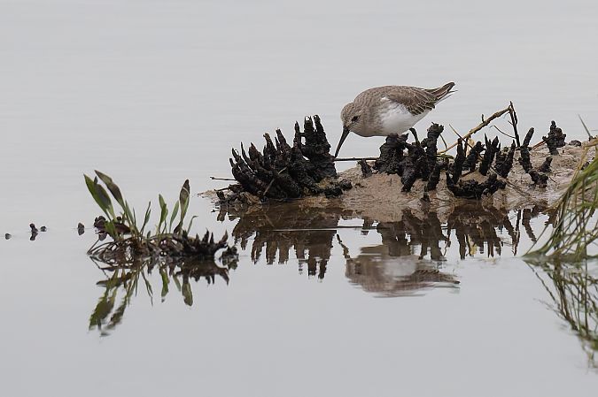 Piovanello pancianera 