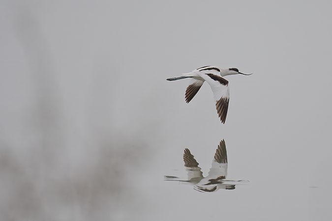 Avocetta 
