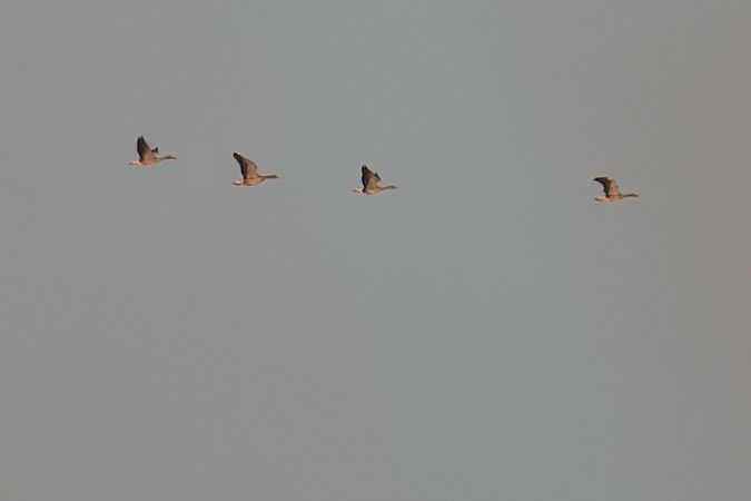 Oche selvatiche occidentali/ orientali 