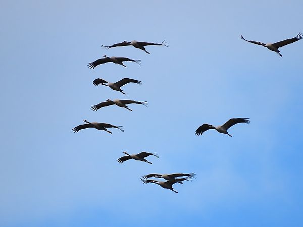 Gru  - Ernesto Giovanni Occhiato