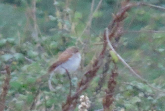 Averla piccola  - Ernesto Giovanni Occhiato