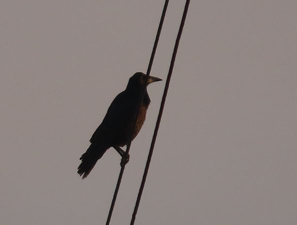 Corvo comune  - Ernesto Giovanni Occhiato