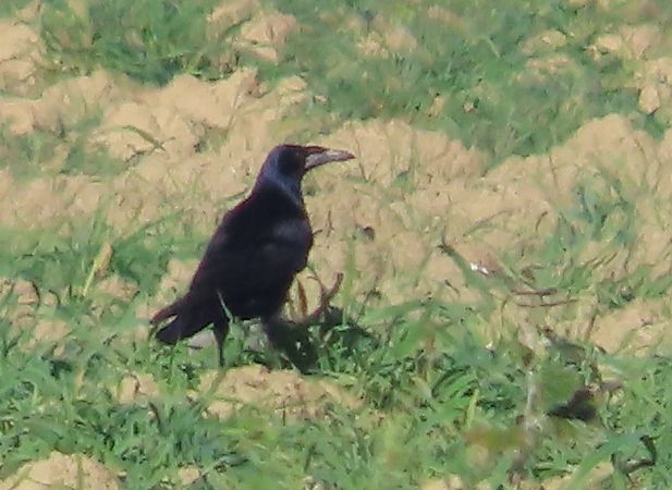 Corvo comune  - Ernesto Giovanni Occhiato