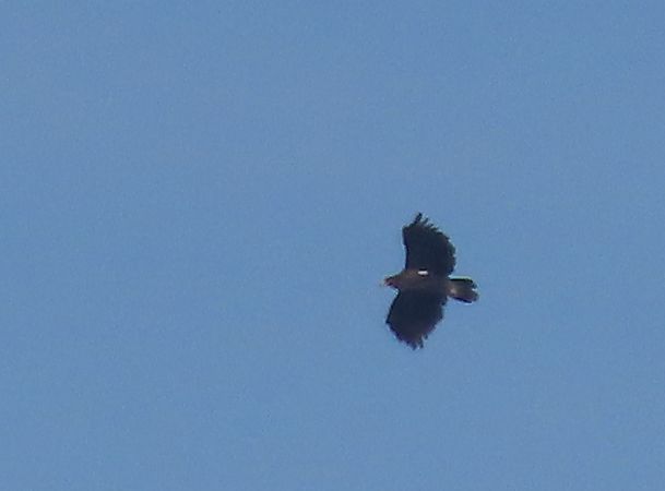 Aquila anatraia maggiore  - Ernesto Giovanni Occhiato