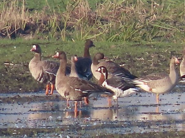 Oca collorosso  - Ernesto Giovanni Occhiato