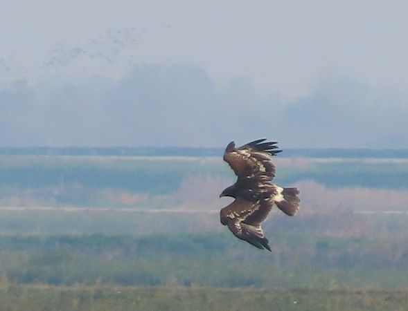 Aquila anatraia maggiore  - Ernesto Giovanni Occhiato