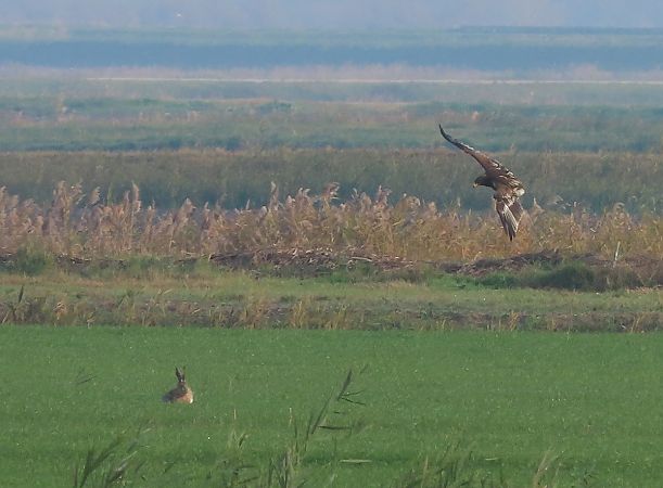 Aquila anatraia maggiore  - Ernesto Giovanni Occhiato