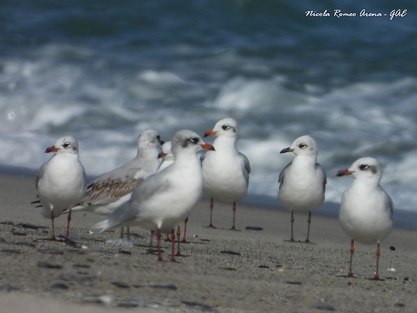 Gabbiano corallino  - Nicola Romeo Arena