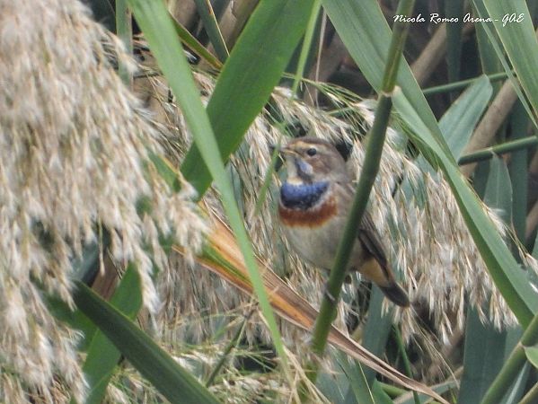 Pettazzurro  - Nicola Romeo Arena