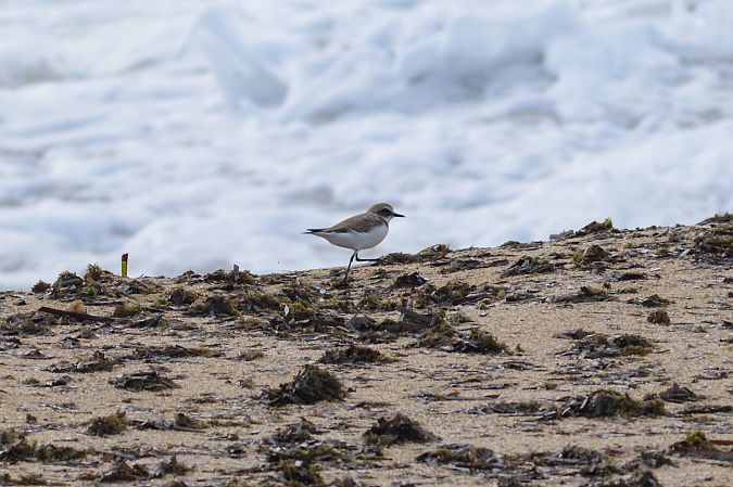 Fratino  - Riccardo Errico