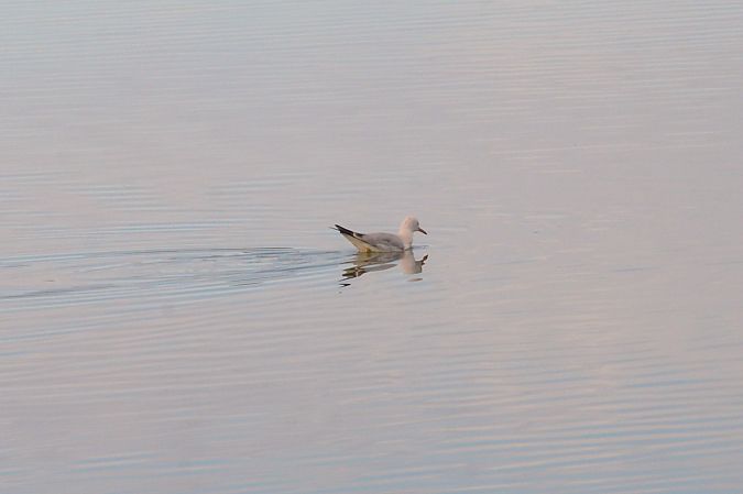 Gabbiano roseo  - Riccardo Errico