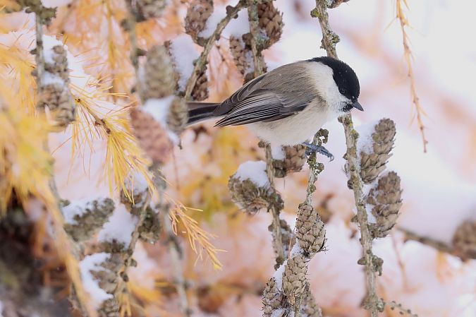 Cincia alpestre  - Christian Kofler