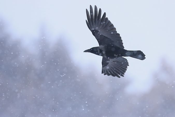 Cornacchia nera  - Christian Kofler