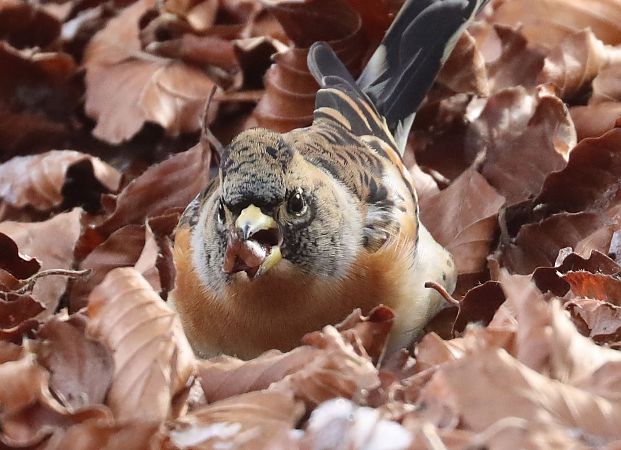 Peppola  - Christian Kofler