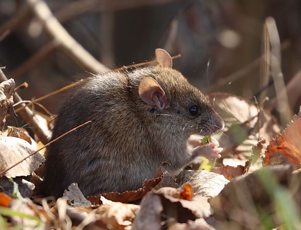 Ratto delle chiaviche  - Christian Kofler