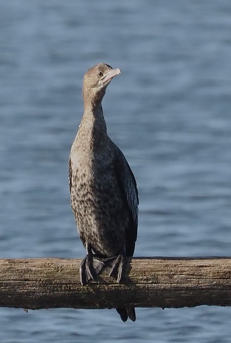 Marangone minore  - Giovanni Gianelli