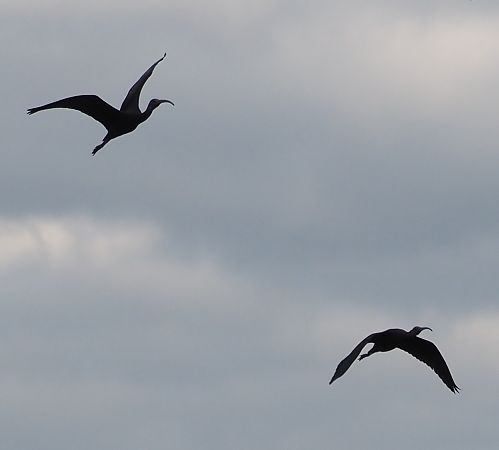 Mignattaio  - Giovanni Gianelli