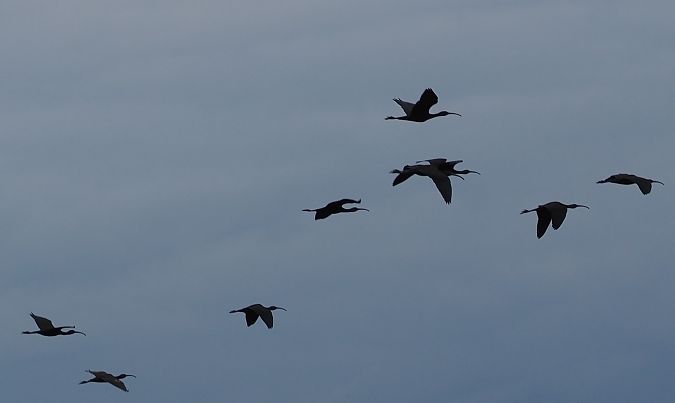 Mignattaio  - Giovanni Gianelli