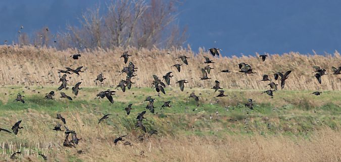 Mignattaio  - Giovanni Gianelli