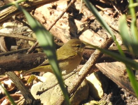 Luì piccolo  - Tiziana Ciaghi