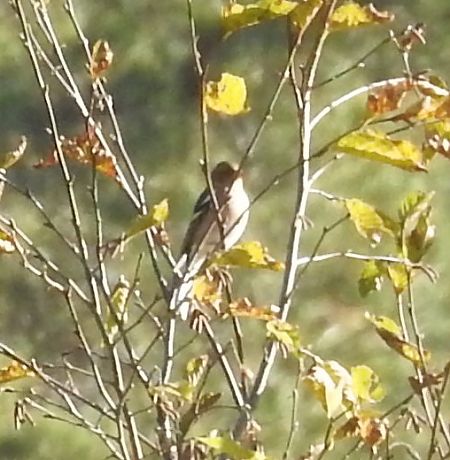 Fringuello  - Tiziana Ciaghi