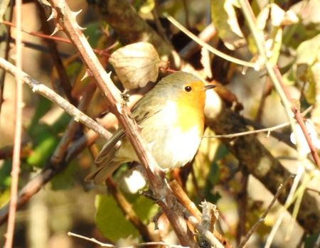 Pettirosso  - Tiziana Ciaghi