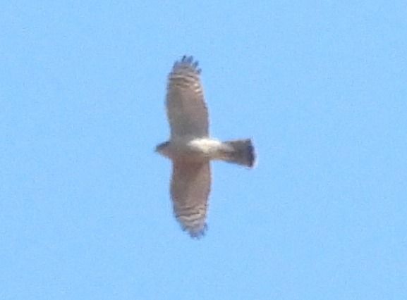 Sparviere  - Tiziana Ciaghi