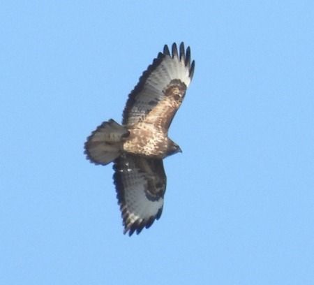 Poiana  - Tiziana Ciaghi