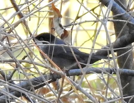 Occhiocotto  - Tiziana Ciaghi